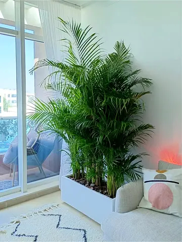 Lush Indoor areca palm Plant Arrangement in Stylish Planter