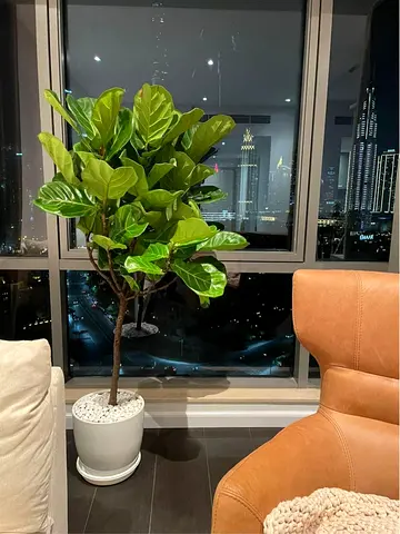 Stylish Fiddle Leaf Fig Tree for a Modern Space