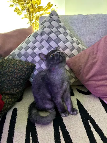 Cute Grey Cat British Looking for a   Loving Home 4 months