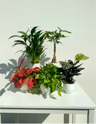 Beautiful Collection of Indoor Plants for Your Home