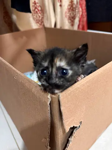 Free adoption kittens ,