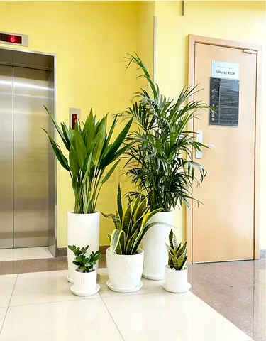 Stylish Indoor Plant Collection for Home Decor
