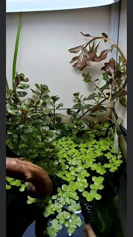 Aquarium plant trimmings available