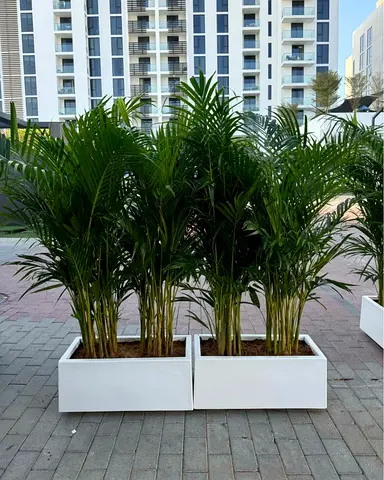 Areca palm Indoor Plants in Sleek White Planters