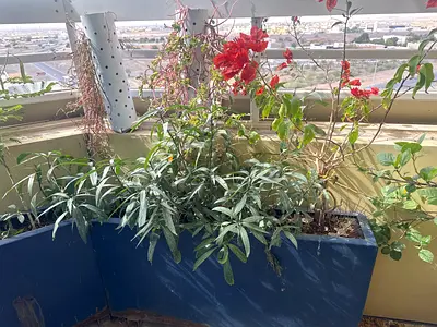 Plant and boxes metal