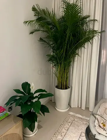Beautiful Indoor areca and peacelilly Plants for a Fresh Home Decor