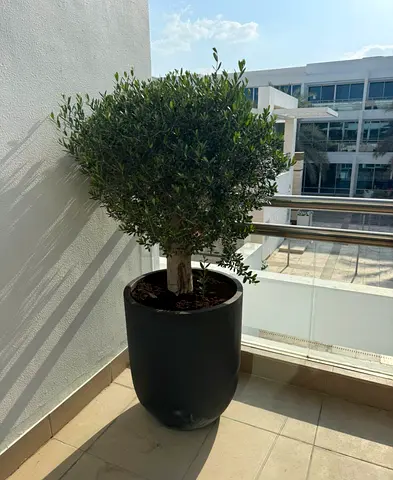 Elegant Olive Tree in Modern Pot