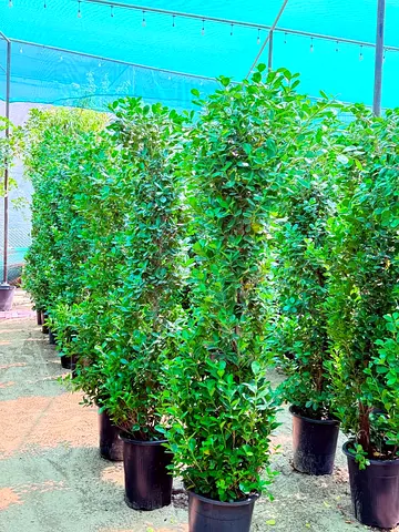 Beautiful Tall Indoor Plants for Your Home