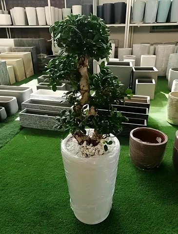 Beautiful Potted Bonsai Plant for Home Decor