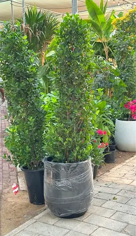 Stylish Potted Indoor Plant for Your Home