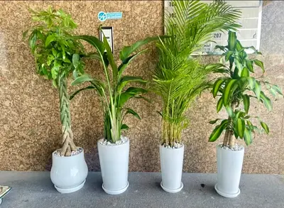 Beautiful Indoor Plants Collection in Elegant Pots