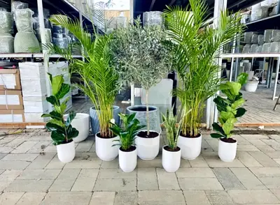 Lush Indoor Plant Collection with Modern Pots