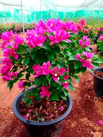 Beautiful Bougainvillea Plant for Your Garden