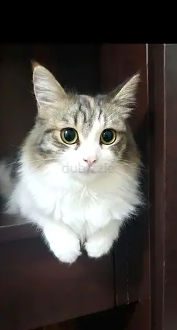 Cats for FREE adoption