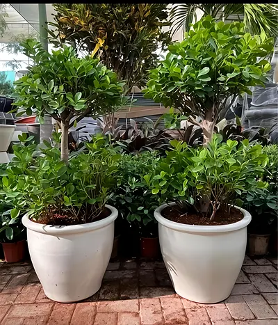 Beautiful Indoor Potted Plants for Sale