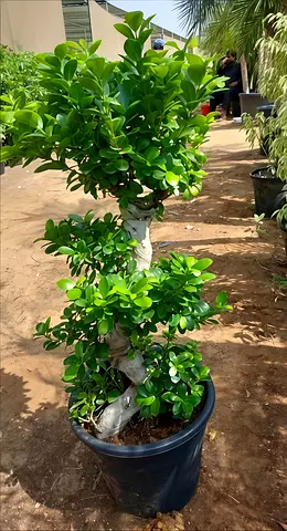 Beautiful Indoor Potted Plant - Perfect for Home Decoration