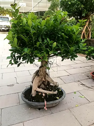 Beautiful Indoor Bonsai Plant for Sale