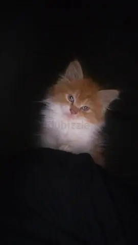 beautiful Persian kitten for free adoption