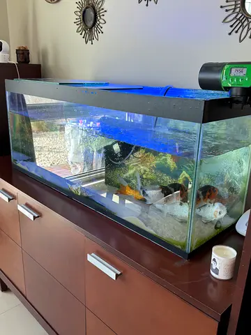 Fish Aquarium for serious buyers only
