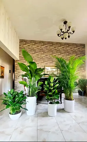 Stylish Indoor Plant Collection