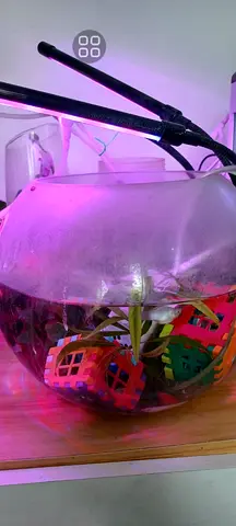 Beautiful Fish Aquarium with Decorations