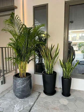 Elegant Indoor Plant Collection