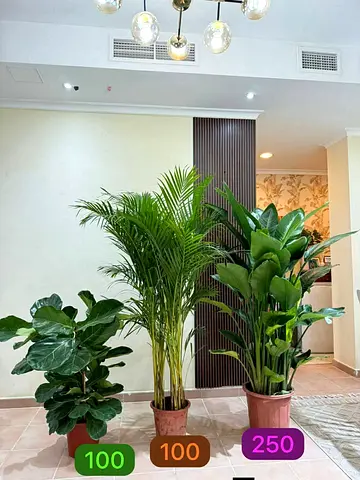 Indoor Plants Collection for Sale
