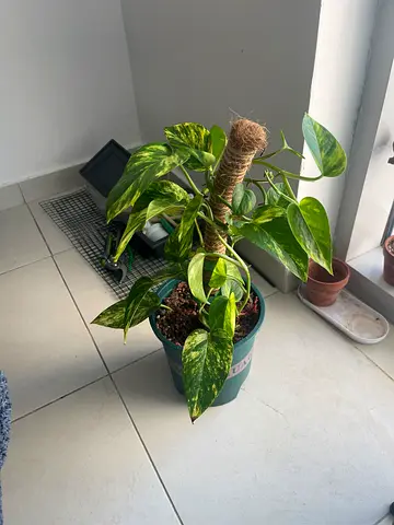 Golden Pothos (Money Plant) – Floor Plant for Sale