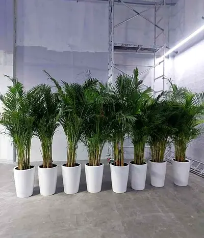 Lush Indoor Palm Plants in Elegant White Pots