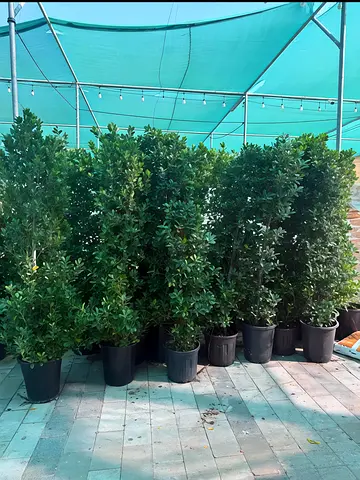 Ficus 2 meter for Sale