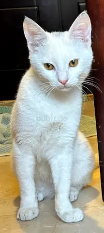 COTTON needs a loving forever home