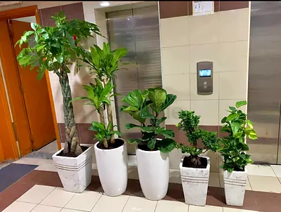 Beautiful Indoor Plants Collection for Sale