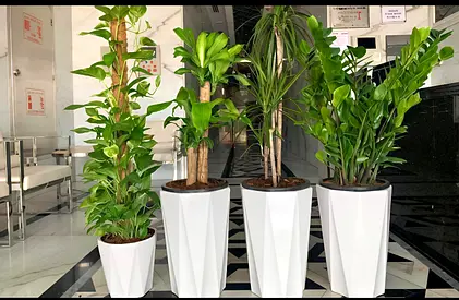 Beautiful Set of Modern Indoor Plants in Stylish Pots