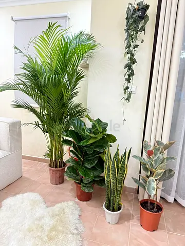 Beautiful Indoor Plants Collection for a Lively Home