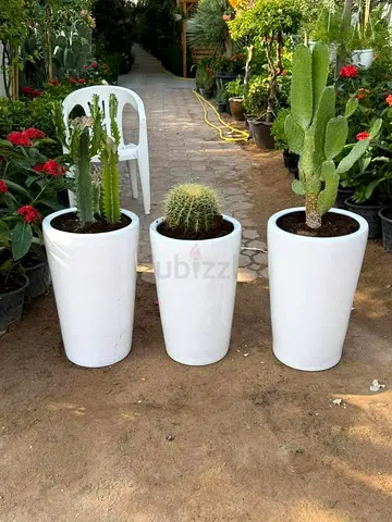 Stylish Set of 3 Modern White Planters with Cacti