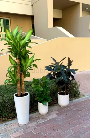 Set of Three Stylish Indoor Plants in Decorative Pots