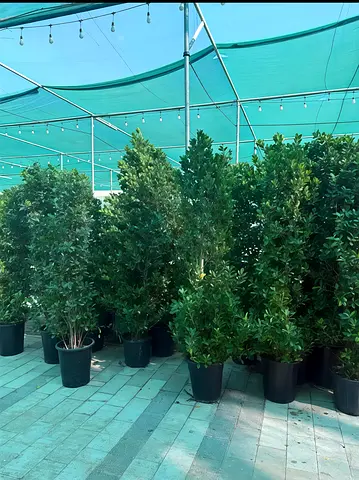 Ficus 2 meter for Sale