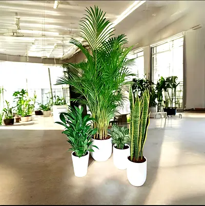 Lush Indoor Plant Collection for a Vibrant Home