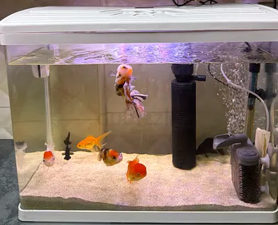 Decorated aquarium for sale