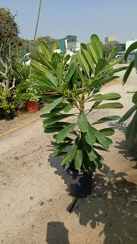 Frangipani palmera tree Plant for Sale