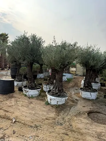 Beautiful Olive Trees for Sale - Perfect for Garden or Outdoor Space!