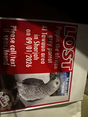 Lost African Grey Congo bird, reward to finder