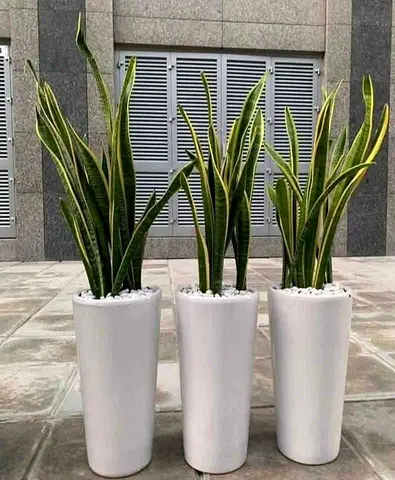 Elegant Tall Snake Plants in Sleek White Planters