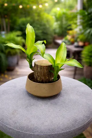 Draceana fragrance office or home decorat