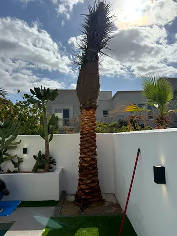 Date Palms – Timeless Beauty  Natural Elegance