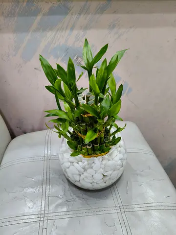 Well Lucky Bumbo Beautiful Round glass vase