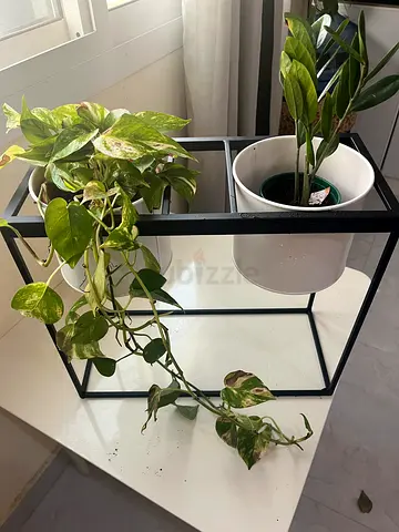 Stylish Plant Stand for Sale