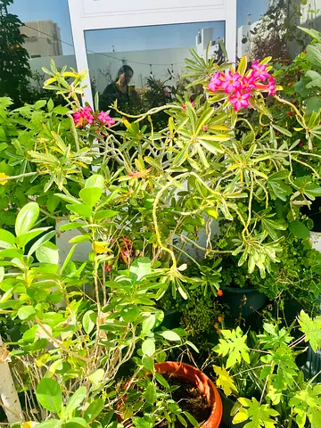 Plant