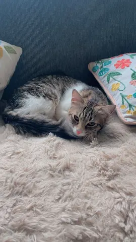 Adorable Cat Looking for a Loving Home.adoption only