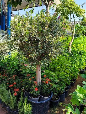Beautiful Indoor Plant with Vibrant Green Foliage